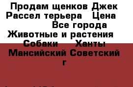 Продам щенков Джек Рассел терьера › Цена ­ 25 000 - Все города Животные и растения » Собаки   . Ханты-Мансийский,Советский г.